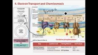 Aerobic Cellular Respiration [upl. by Assirem797]