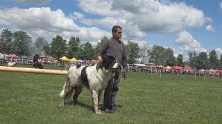 Prezentarea si promovarea Ciobanescului de Bucovina  Marginea Suceava 2017 [upl. by Derfniw]