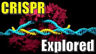 CRISPR and CAS9 Protein Complex Explained  The Science behind the Prokaryotic Immune System [upl. by Anir541]