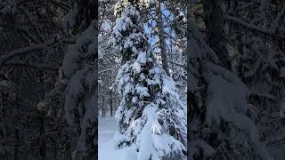 Snowshoeing in Jukkasjärvi Sweden [upl. by Eanil]