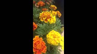 Easy Annuals for the Garden [upl. by Gunthar]