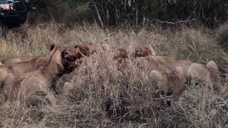 Monwana Lion pride on a waterbuck kill  Kruger  6 May 2024 [upl. by Laeria]