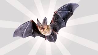 Bat Sound Effects [upl. by Chase]