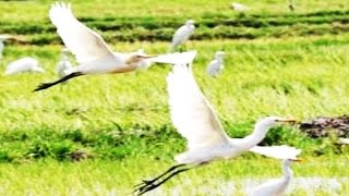 The EGRETS  Wild Life Animal Planet  BURUNG KUNTUL di Sawah  Belibis Putih HD [upl. by Juli]