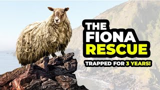 Rescuing the worlds LONELIEST SHEEP [upl. by Bihas]