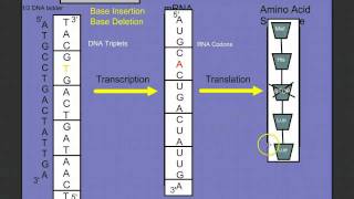 Introduction to Protein Synthesis [upl. by Deerc]