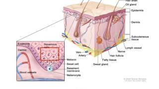 Série Vidéo Éducative Carcinome Spinocellulaire CSC [upl. by Urias678]