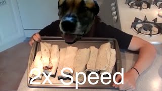 Dog Eats Bean Burrito in 1 second 2x speed p [upl. by Aronoff]