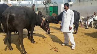 मुर्रा भैंस को कैसे पहचाने MURRAH Buffalo Characteristics Learn from ShPawan sir owner ARJUN bull [upl. by Husein]