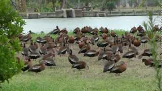 Blackbellied whistling ducks San Benito Texas 20130105 [upl. by Oirotciv]