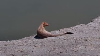 Common slender mongoose Herpestes sanguineus at Nkorho Bush Lodge  africam  exploreorg [upl. by Bautram]