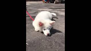 Pomeranian 4 months old  Dog  SURESH MOHAN [upl. by Lulita166]