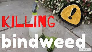 Killing BINDWEED  The SIMPLE way bindweed [upl. by Ely940]