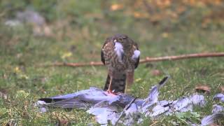 Sharpshinned Hawk eating a Rock Pigeon [upl. by Haldi874]