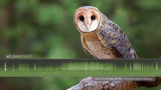 Australian Masked Owl  Sounds and Calls [upl. by Aicilaana]