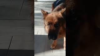 Rina est une chienne berger allemand de 3 ans [upl. by Neevan]