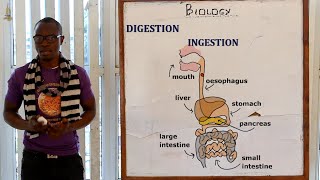 Digestive System  Summary [upl. by Leahkim456]