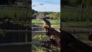 Meerkat on the look out shorts wildlifephotography shortsvideo [upl. by Tegdirb619]