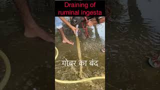 Impaction of rumen l dr Umar Khan [upl. by Rexanna]