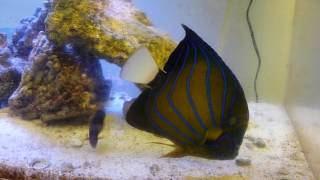 Pomacanthus Annularis Blue Ring Angelfish in the EBS Marinelab 180 gallon tank [upl. by Atlante]