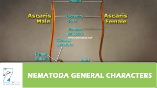 Nématodes dans le maraîchage résumé [upl. by Lebama]