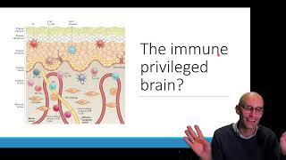 The brain is immune privileged What does that mean [upl. by Aliahs]