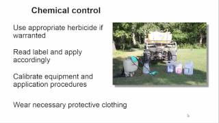 Managing Multiflora Rose in the landscape [upl. by Winifield]