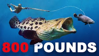 Goliath Grouper ATTACKS My Fish 80 ft deep [upl. by Ahsim]