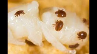 Apicoltura la varroa conoscere e controllare il nemico numero uno [upl. by Jerrilyn]