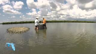 Episode 9 Oyster Reef Communities  Water as Habitat [upl. by Lucie]