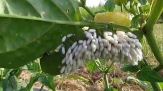 LAGARTA Manduca sexta PARASITADA POR VESPA Cotesia congregata [upl. by Say]