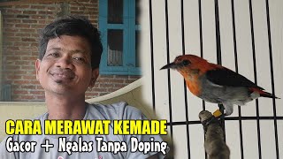 CARA MERAWAT BURUNG KEMADE AGAR CEPAT GACOR  PERAWATAN KEMADE AGAR GACOR TIPS UNTUK PEMULA [upl. by Phira325]