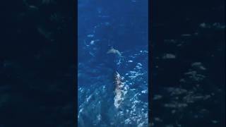 Orca EMBISTE VIOLENTAMENTE A Un Tiburón 🦈😱 [upl. by Griffis]