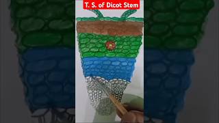 T S of Dicot Stem botanydiagram biologydiagram anatomy [upl. by Felicidad]