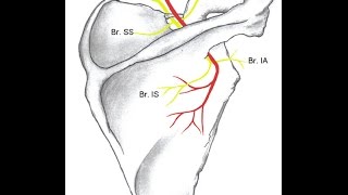 How to do Fluoroscopic Guided Suprascapular Nerve Block [upl. by Gaddi]