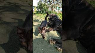 Неаполитанский мастиф Маля с другом Neapolitan Mastiff Malya with a friendshorts [upl. by Elston696]