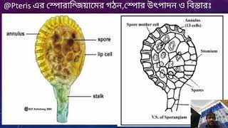 Botany Pteris Plant amp morphology [upl. by Lebyram]