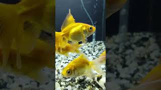 14 minute of a group of goldfish [upl. by Nerti]