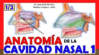 🥇 CAVIDAD NASAL 1 12 ¡Explicación Fácil y Sencilla Huesos Límites y Relaciones [upl. by Leake469]