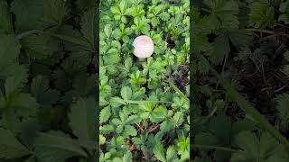 Wild champignon nature mushroom grass forest [upl. by Aelyk]