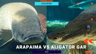 ARAPAIMA VS ALIGATOR GAR SIAPA YANG JADI JUARANYA [upl. by Manson]