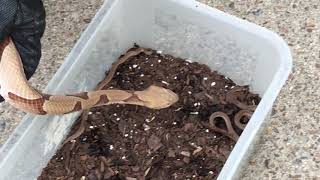 Steves Snaketuary Snake Comparison Copperhead Dekays Rough Earth [upl. by Tybie875]