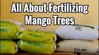 All About Fertilizing Mango Trees [upl. by Acnalb]