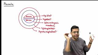 MBBS 1st Year General Embryology 38th Week of Devlopment Placenta [upl. by Dej]