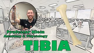 Tibia Bone [upl. by Kamaria941]