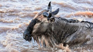 Mara river crossing [upl. by Tiga]