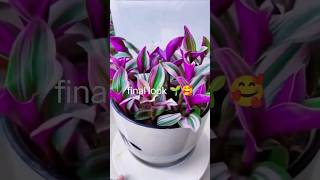 How to grow Zebrina Plant in Soil🌱✅garden plants sorts sorts indoorplantviralvideo [upl. by Rednasxela]