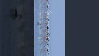 A flock of painted storks feeding on a misty morning birdphotographer birds morning misty [upl. by Enelkcaj698]