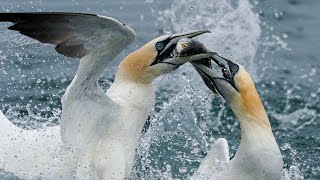 Northern Gannets Dive at Phenomenal Speeds at RSPB Bempton  Wild Travel  Robert E Fuller [upl. by Innep]