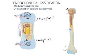 Endochondral Ossification 24 [upl. by Emmye25]